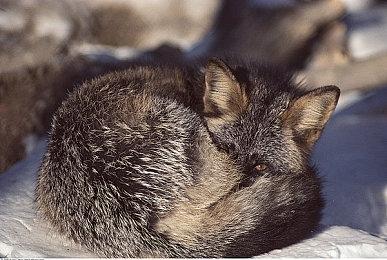 《女神异闻录5R》《女神异闻录4黄金版》等还将登Steam和PS5